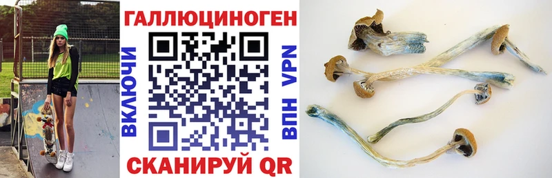 Псилоцибиновые грибы Psilocybe  Кушва 